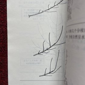 图解苹果整形修剪