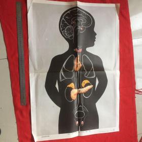 人体的主要分泌腺