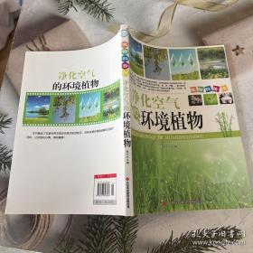 净化空气的环境植物