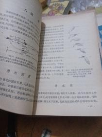 鲸与捕鲸