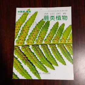 小聪仔·自然——蕨类植物