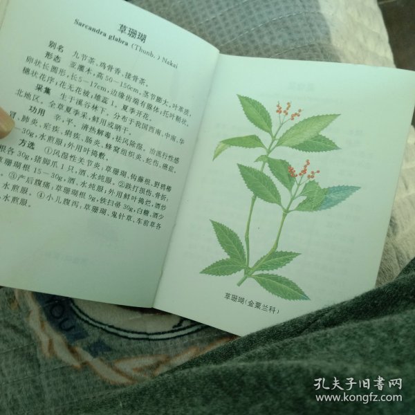 袖珍青草药彩色图谱