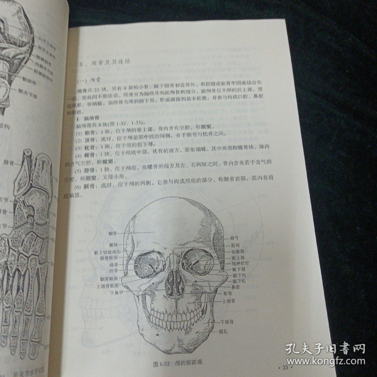 21世纪高等医药院校教材：人体解剖学