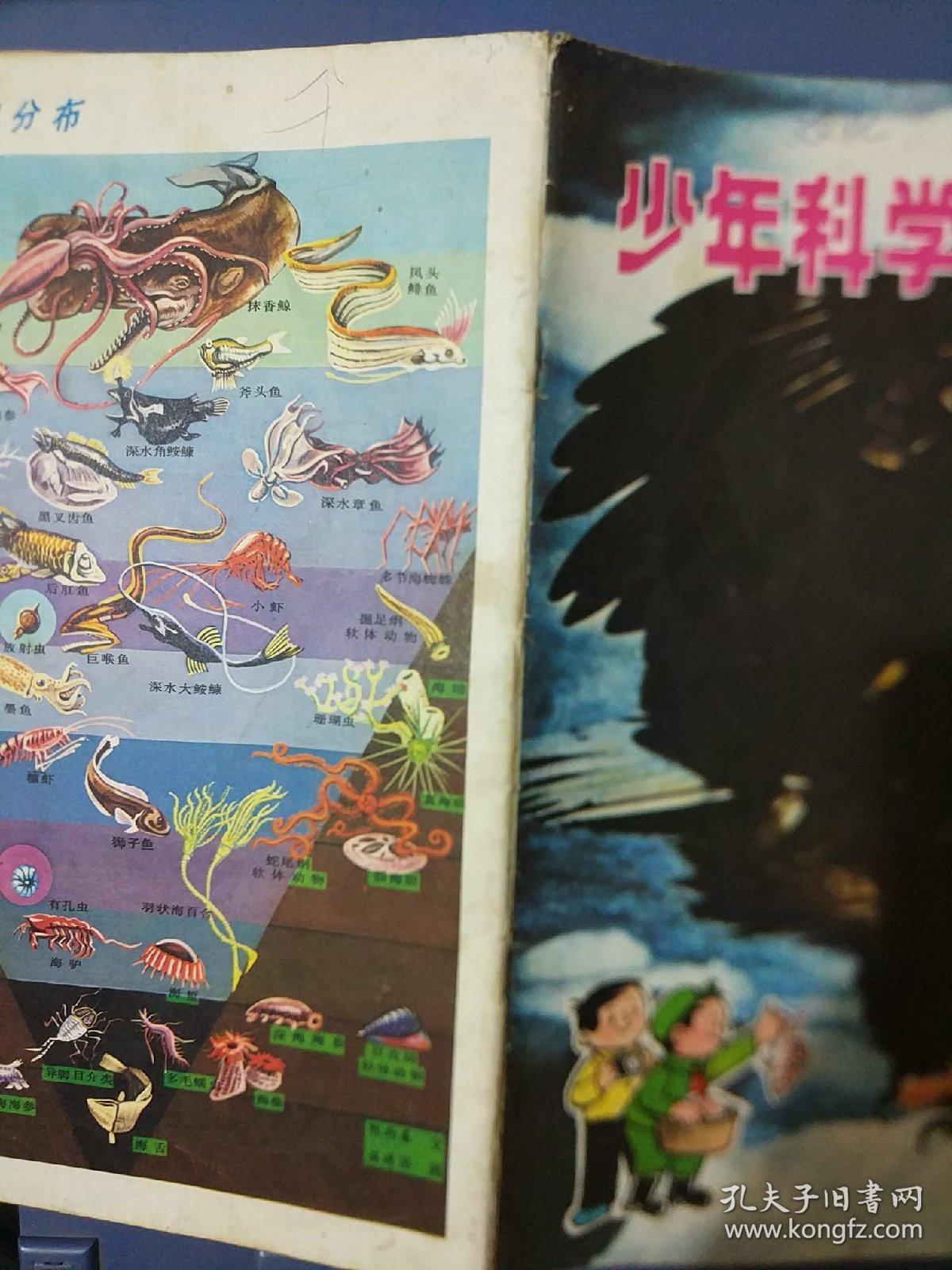 少年科学画报1981年9期