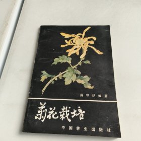 菊花栽培