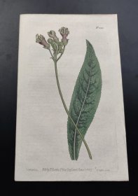 1807年手工上色铜版画《白绒皱叶岩桐》