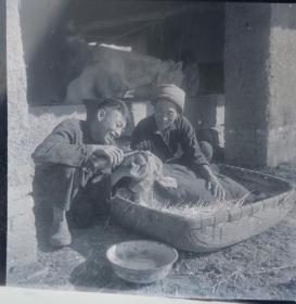 1965底片两张：涡阳县柳西人民公社柳西大队畜牧业《爱牛如子》
