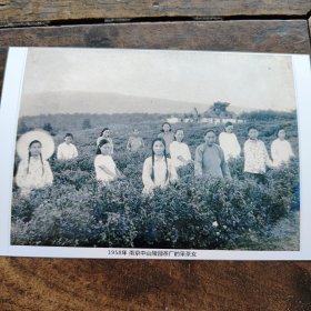 1958年南京中山陵园茶厂