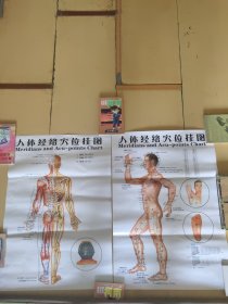 人体经络穴位挂图（2张）