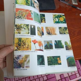 花卉病虫原色图谱：花卉与花卉病虫原色图谱（3）