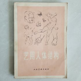 艺用人体结构