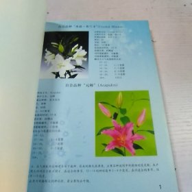 现代花卉园艺学原理与切花百合生产技术