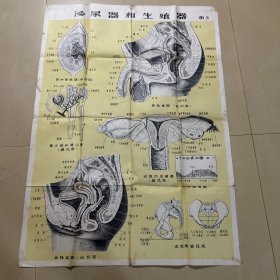 泌尿器和生殖器大挂图女性内生殖器男性盆腔肾小体和肾小管