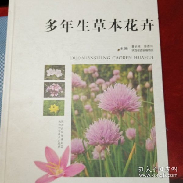 多年生草本花卉