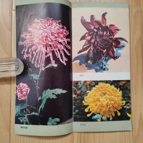 中国菊花品种展览 菊花品种彩照、王个簃、唐云、程十发等菊花画