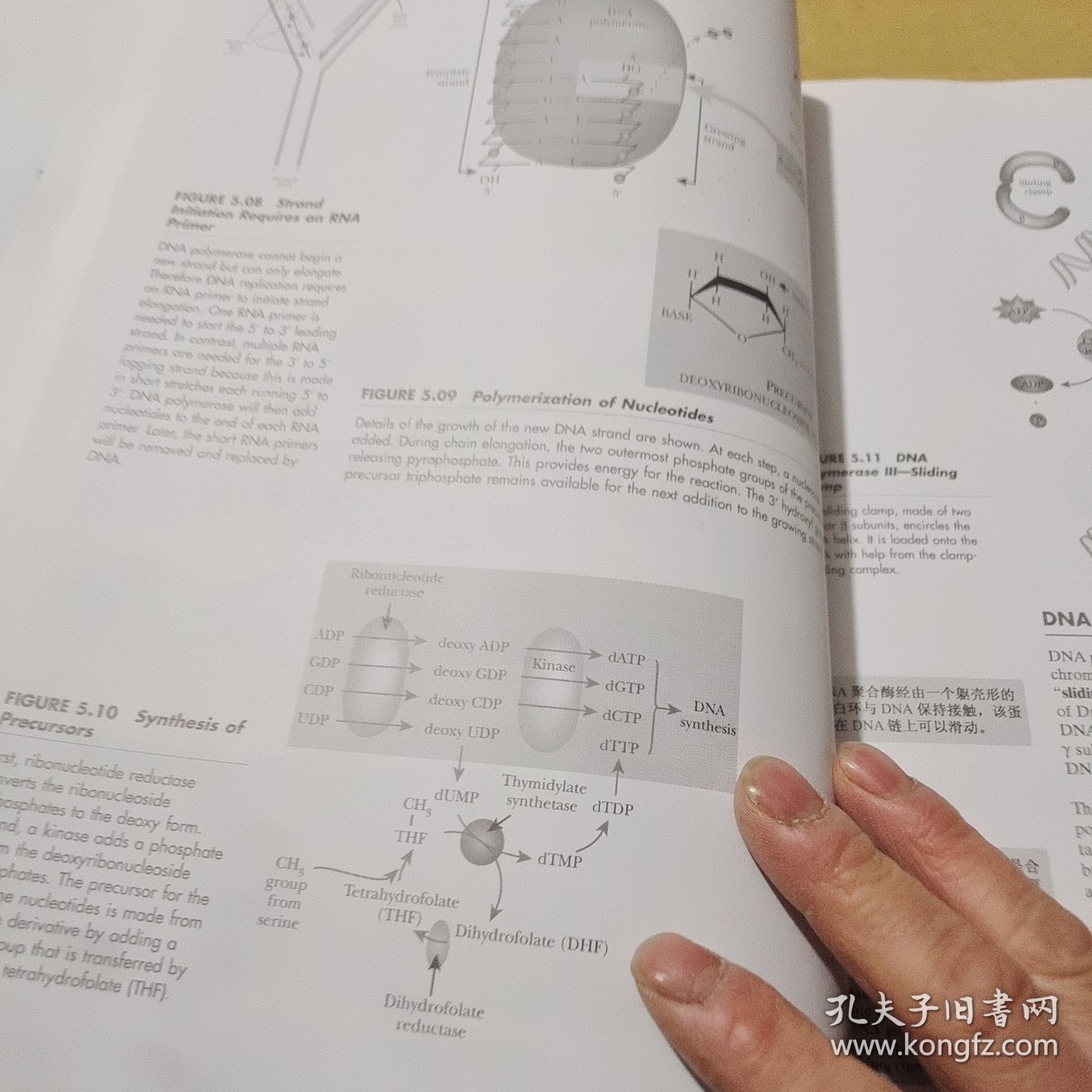 分子生物学（第2版）