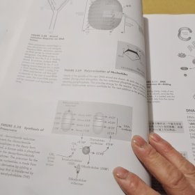 分子生物学（第2版）