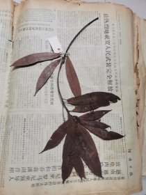 植物标本，无标本台纸.2150527-67