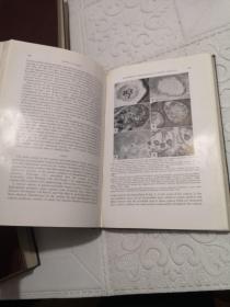 THE JOURNAL OF UROLOGY （泌尿科杂志）1956年12期全 精装合订4册全 英文原版医学书