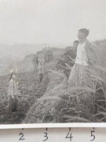 50-60年代知青田野合影照片