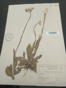 复旦大学生物学植物标本千里光，1957年南京采集，植物学家徐炳声鉴定。（39.5*27.3cm）标4