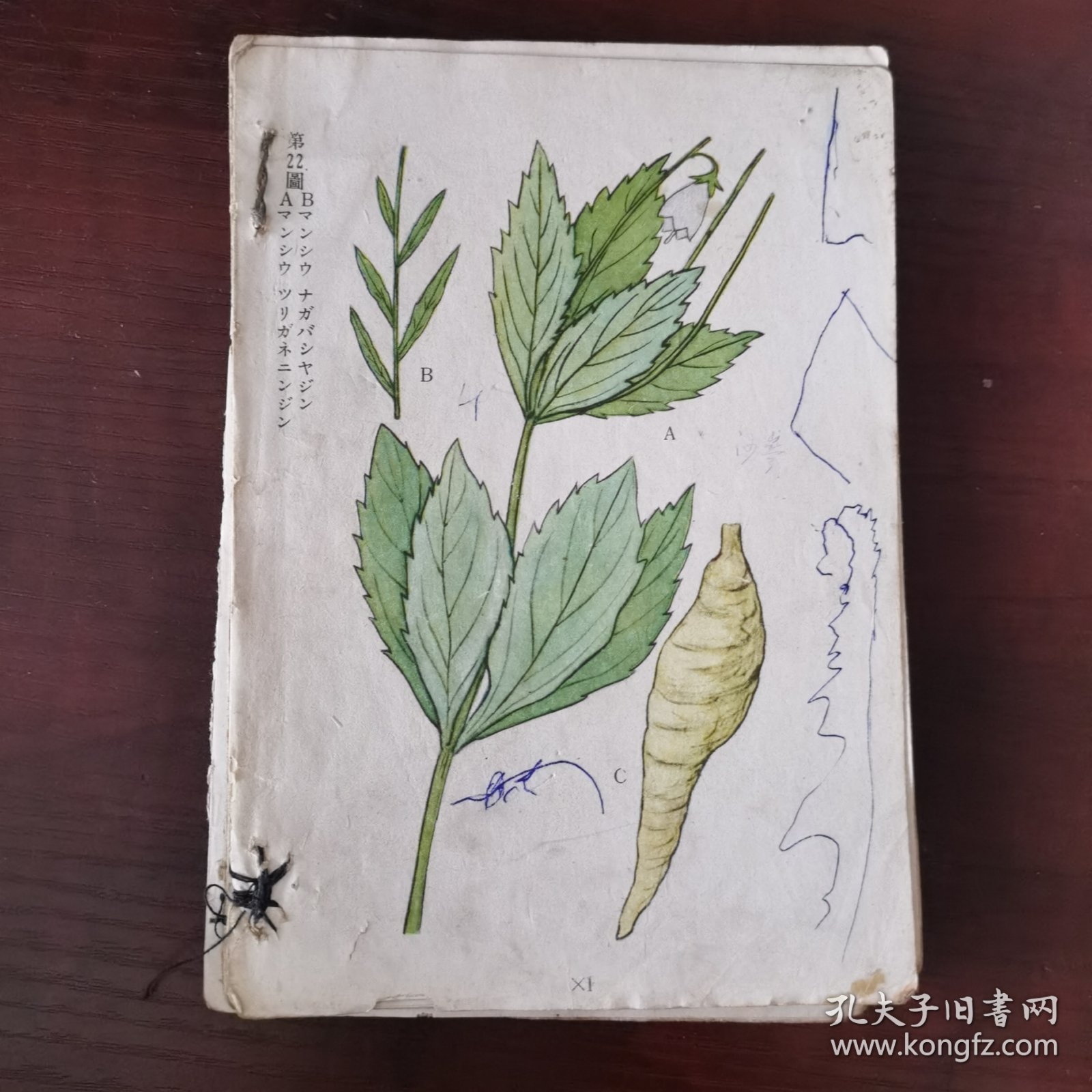 原色图谱药草满洲