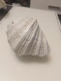 很漂亮的天然大贝壳17厘米*12厘米