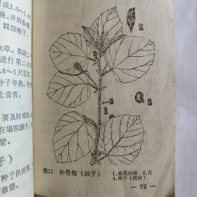 中草药栽培手册