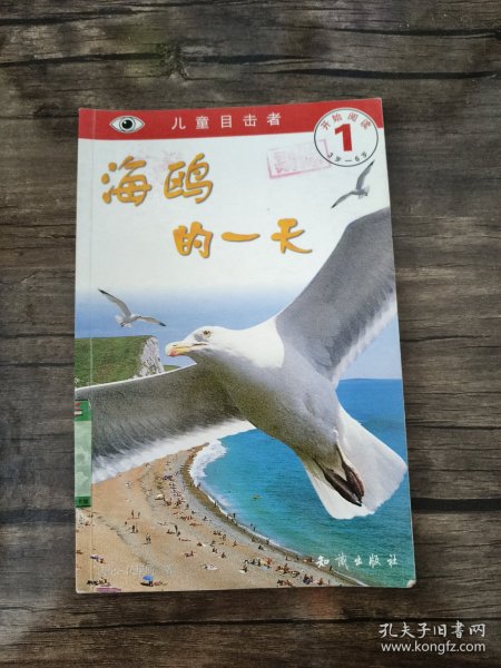 海鸥的一天