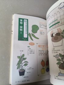 在阳台上种菜