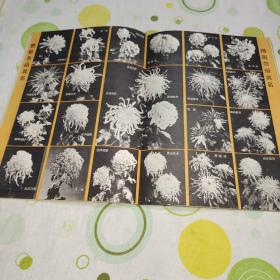 大众花卉1982年创刊号