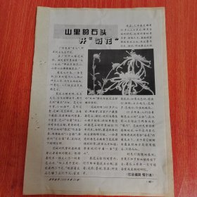 摄影剪报——山里的石头开菊花/老年世界1998年第12期