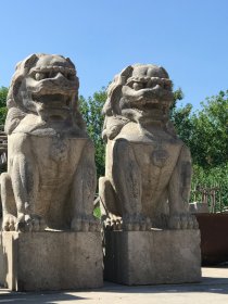 清代石狮子，高大威武，清代官家门前石狮子一对，青石石质，高1.8米底尺寸80*64厘米重量约3吨