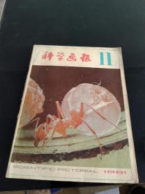 科学画报 1981年第11期