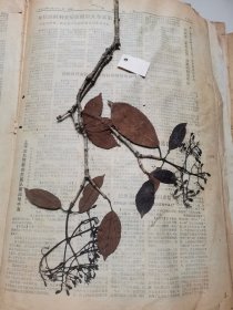 植物标本，无标本台纸.2150527-82