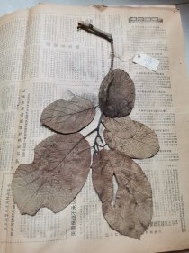植物标本，无标本台纸.2150527-99
