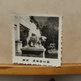 老照片 : 五、六十年代的南京灵谷寺公园大门(6cmx6cm)