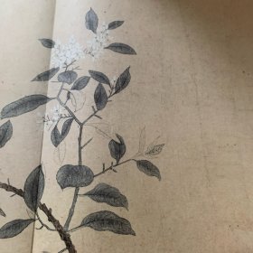 八花图