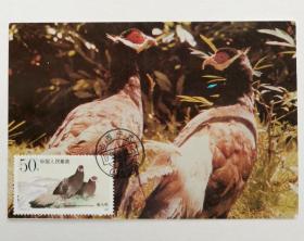 T134（2-2）《褐马鸡》邮票极限片1枚，片源：河南省巩义市邮电局发行，销山西宁武1992年2月21日地名戳。