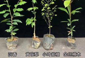 4盆天然海南沉香木黄花梨木小叶紫檀金丝楠木单盆高25厘米4盆的价格