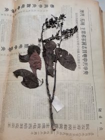植物标本，无标本台纸.2150527-78