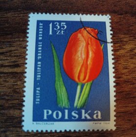 1964年波兰邮票郁金香旧1枚 外国邮票（零售区邮票满十件包邮）