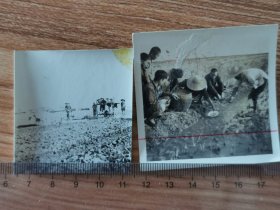 1965安徽农村，生产队社员车水灌田+引進塘藕新品种，老照片两种