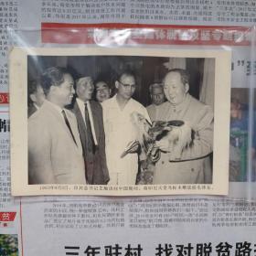 老照片【保真包老】。1963年9月3日，印共总书记艾地访问中国期间，将印尼天堂鸟标本赠送给毛泽东。