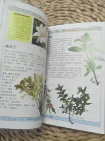 有益花木  200多种有益植物的彩色图鉴 自然珍藏图鉴丛书