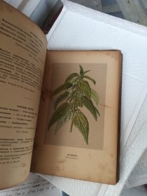 俄文原版植物图书 多彩图 详见图片