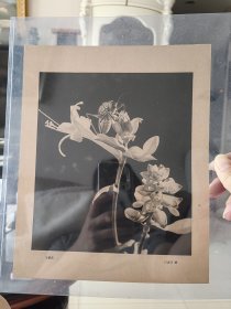 五十年代白家芝摄影作品《玉簪花》印刷画页，发表于中国摄影1957年第三期