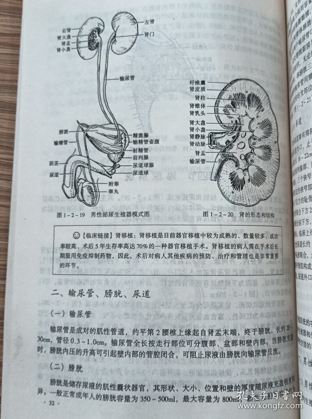 人体结构生理学