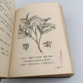 常用中草药手册
