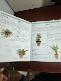 室内观赏植物图典：品种搭配栽培管理